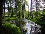 Najkrtsza droga do grodziska (od strony jeziora Wielkiego) bya zaronita i podmoka, praktycznie nie do przejcia.