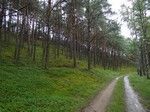 Puszcza Notecka: wdrowalimy pomidzy sporymi pagrkami poronitymi wysokim sosnowym lasem.