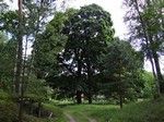 Grupa pomnikowych drzew przy lesniczwce mijowiec.