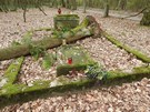 Wymysw Francuski. Cmentarz ewangelicki nieczynny od ok. 100 lat. 22.04.2017