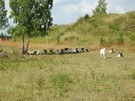 Na zboczu gr pasy si owce czarnogwki, ktre bdc naturalnymi kosiarkami pomagaj chroni murawy kserotermiczne.