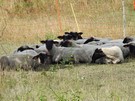 Na zboczu gr pasy si owce czarnogwki, ktre bdc naturalnymi kosiarkami pomagaj chroni murawy kserotermiczne.
