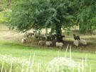 Na zboczu gr pasy si owce czarnogwki, ktre bdc naturalnymi kosiarkami pomagaj chroni murawy kserotermiczne.