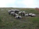 Po drodze mijalimy znowu owce.