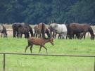 W pobliskim Ogierniczu obserwowalimy grup koni pascych si na pastwisku.