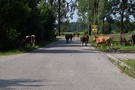 Na wejściu do Jaczna przywitało nas stado krów, które były wyprowadzane na łąki. 
