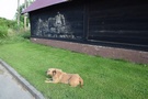 Sitawka. Obejrzeliśmy drewnale czyli wielkoformatowe murale malowane na drewnianych budynkach...