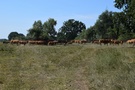 Rezerwat "Santockie Zakole". Wychodząc z rezerwatu przeszliśmy przez stado krów, które spłoszyło się na nasz widok.