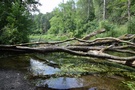 Siedzieliśmy nad krystalicznie czystą wodą licząc, że pojawi się jakieś ciekawy ptaszek.