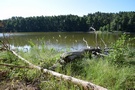 Jezioro Stoki. W jeziorze woda zielona, ale bobrom najwyraźniej to nie przeszkadzało.