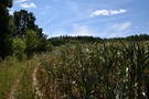 Weszliśmy na pole kukurydzy, która rosła rzędami, między którymi pozostawały w miarę szerokie przestrzenie, dało się iść.
