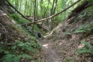 Wąwóz Żubrowski. Ponad 700-metrowej długości ścieżka prowadzi jego dnem i jest otoczona wysokimi na ponad 30 metrów stromymi zboczami.