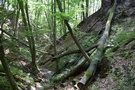 Wwz ubrowski. Ponad 700-metrowej dugoci cieka prowadzi jego dnem i jest otoczona wysokimi na ponad 30 metrw stromymi zboczami.