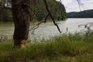 Jezioro Glinik. Co chwilę widać było ślady działalności bobrów, w szczególności na środkowym półwyspie.