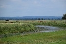Na łąkach widoczne były z daleka naturalne "kosiarki" - krowy.