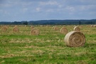 Park Narodowy "Ujcie Warty".