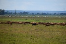 Na łąkach widoczne były z daleka naturalne "kosiarki" - krowy.