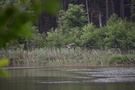 Podchodząc do niego spłoszyliśmy bielika.