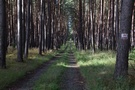 Na drodze pożarowej nr 11 spotkaliśmy czerwony szlak nordic walking.