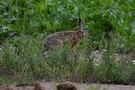 Odpoczywajc i jedzc obserwowalimy zajca bambary, ktry szuka czego w polu prawie koo naszych ng.