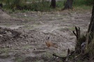 Odpoczywajc i jedzc obserwowalimy zajca bambary, ktry szuka czego w polu prawie koo naszych ng.