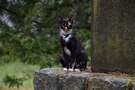 Chełm Dolny. Na przykościelnym cmentarzu przybłąkał się zainteresowany nami kot, który pozował nam na pomniku poświęconym poległym w I WŚ.