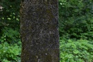 Na skraju lasu za wsi kolejny kamie milowy z wyran dat 1843.