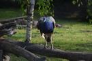 Radzy Chemiski. Przeszlimy przez mini zoo znajdujce si w tutejszym Parku Rekreacji, Sportu i Wypoczynku...